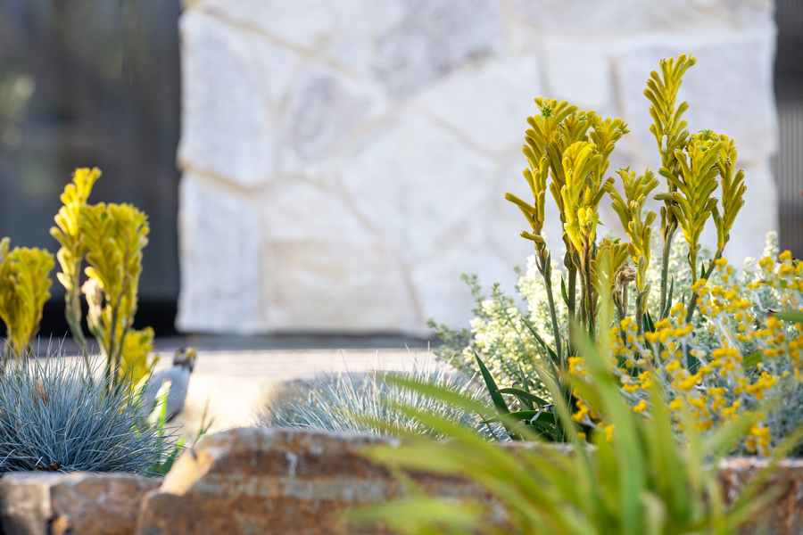 Front garden close up of golden kangaroo paw